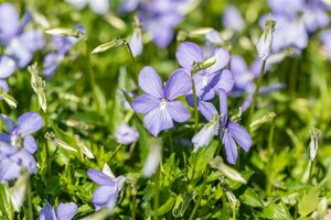 Viola (C) 'Boughton Blue' geen maat specificatie 0,55L/P9cm - afbeelding 2