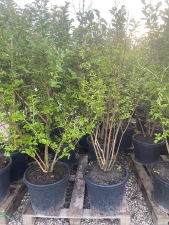 Viburnum opulus 'Compactum' 25-30 cm cont. 3,0L - afbeelding 2