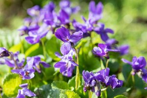 Viola odorata 'Königin Charlotte' geen maat specificatie 0,55L/P9cm