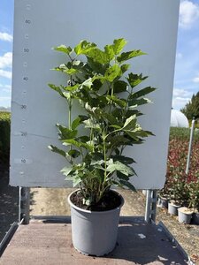 Viburnum opulus 'Nanum' 25-30 cm cont. 3,0L