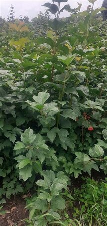 Viburnum opulus 125-150 cm met kluit struik - afbeelding 4