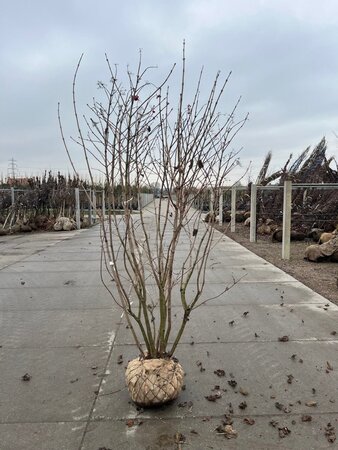 Viburnum opulus 200-250 cm draadkluit meerstammig