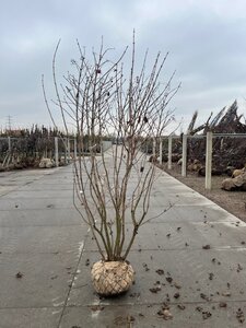 Viburnum opulus 200-250 cm draadkluit meerstammig