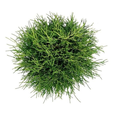Viburnum opulus 60-80 cm wortelgoed 2-jarig verplante zaailin - afbeelding 1