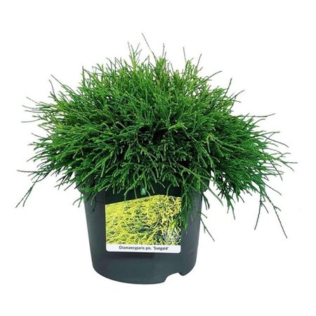 Viburnum opulus 60-80 cm wortelgoed 2-jarig verplante zaailin - afbeelding 3