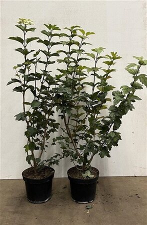 Viburnum opulus 80-100 cm cont. 7,5L - afbeelding 4