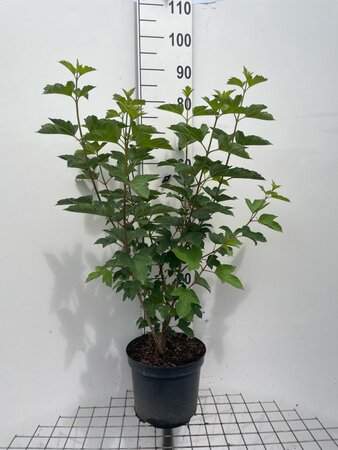 Viburnum opulus 80-100 cm cont. 7,5L - afbeelding 4