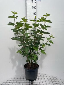 Viburnum opulus 80-100 cm cont. 7,5L - afbeelding 4