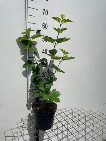 Viburnum opulus geen maat specificatie cont. 3,0L - afbeelding 1