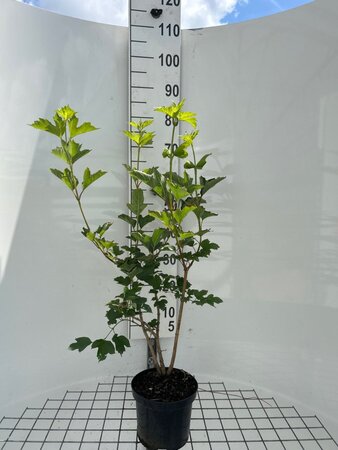 Viburnum opulus geen maat specificatie cont. 3,0L