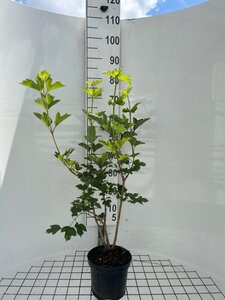 Viburnum opulus geen maat specificatie cont. 3,0L