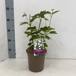 Viburnum opulus 'Roseum' 30-40 cm cont. 3,0L