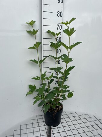 Viburnum opulus 'Roseum' 60-80 cm cont. 3,0L - afbeelding 6