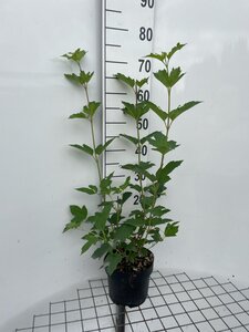 Viburnum opulus 'Roseum' 60-80 cm cont. 3,0L - afbeelding 6