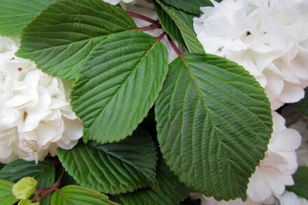 Viburnum opulus 'Roseum' 60-80 cm cont. 3,0L - afbeelding 3