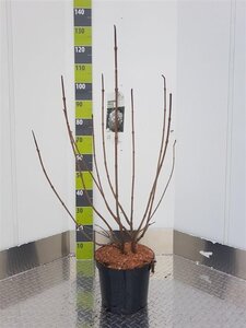 Viburnum opulus 'Roseum' 80-100 cm cont. 7,5L