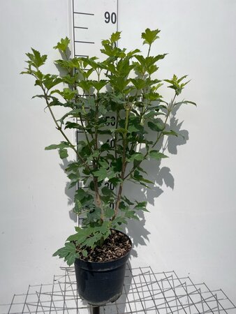 Viburnum opulus 'Roseum' 80-100 cm cont. 7,5L - afbeelding 1