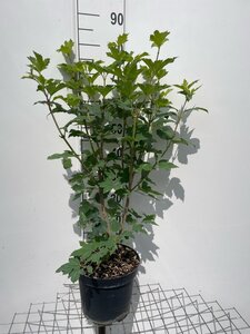 Viburnum opulus 'Roseum' 80-100 cm cont. 7,5L - afbeelding 1