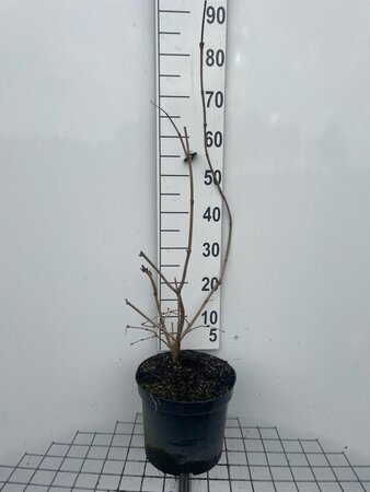 Viburnum opulus 'Roseum' 80-100 cm cont. 7,5L - afbeelding 2