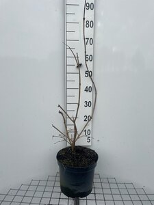 Viburnum opulus 'Roseum' 80-100 cm cont. 7,5L - afbeelding 2