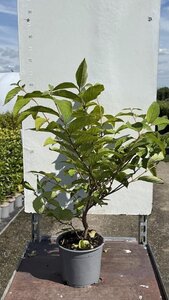 Viburnum plic. 'Cascade' 40-50 cm cont. 3,0L