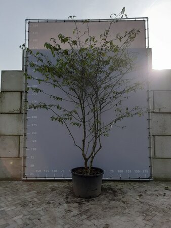 Viburnum plic. 'Mariesii' 300-350 cm draadkluit meerstammig