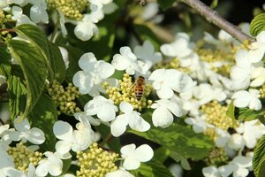Viburnum plic. 'Mariesii' 40-50 cm cont. 3,0L - afbeelding 3
