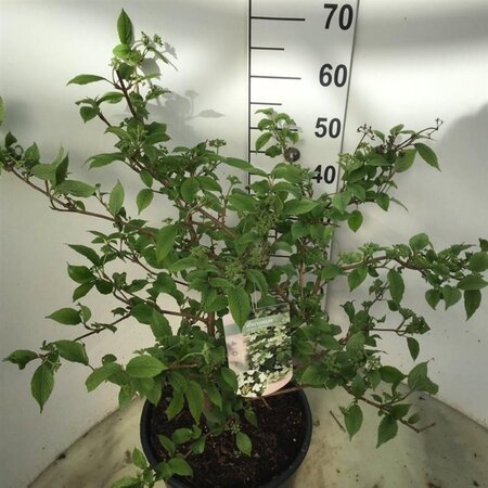 Viburnum plic. 'Mariesii' 60-80 cm cont. 12L - afbeelding 4