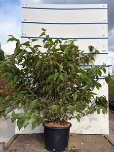 Viburnum plic. 'Mariesii' 80-100 cm cont. 20L