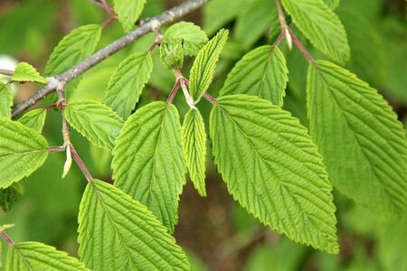 Viburnum plic. 'Mariesii' 80-100 cm RB - image 2