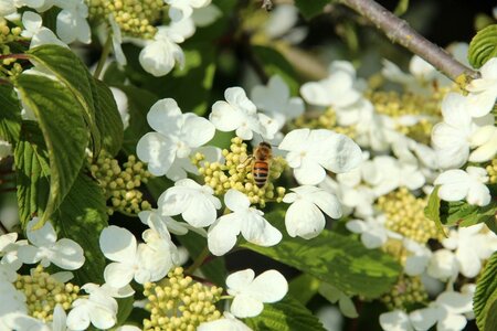 Viburnum plic. 'Mariesii' 80-100 cm RB - image 3
