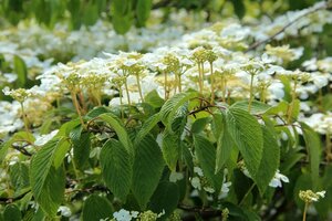 Viburnum plic. 'Mariesii' 80-100 cm RB - image 4