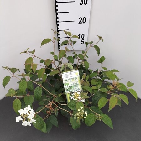 Viburnum plic. 'Watanabe' 25-30 cm cont. 3,0L - afbeelding 2