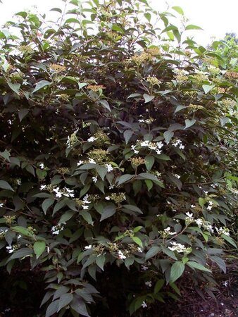 Viburnum plic. 'Watanabe' 30-40 cm cont. 10L