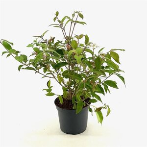 Viburnum plic. 'Watanabe' 30-40 cm cont. 3,0L - afbeelding 3