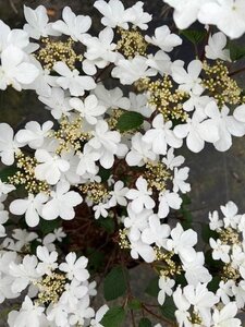 Viburnum plic. 'Watanabe' 30-40 cm cont. 3,0L - afbeelding 2
