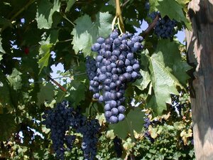 Vitis 'Regent' 80-100 cm rozenpot 2L