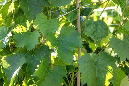 Vitis 'Regent' 80-100 cm rozenpot 2L - image 2