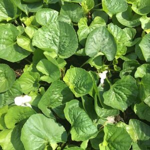 Viola sororia 'Albiflora' geen maat specificatie 0,55L/P9cm - afbeelding 4