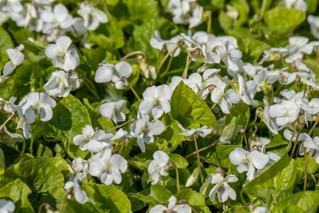 Viola sororia 'Albiflora' geen maat specificatie 0,55L/P9cm - afbeelding 1