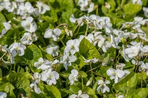 Viola sororia 'Albiflora' geen maat specificatie 0,55L/P9cm