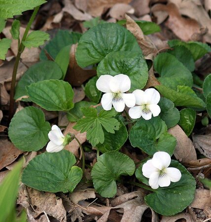 Viola sororia 'Albiflora' geen maat specificatie 0,55L/P9cm - afbeelding 3
