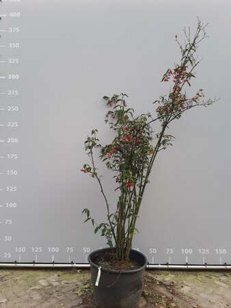 Viburnum setigerum 'Aurantiacum' 200-225 cm draadkluit meerstammig