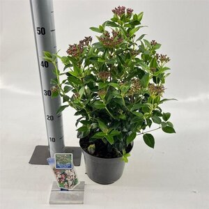 Viburnum tin. 'Eve Price' 30-40 cm cont. 3,0L - afbeelding 1