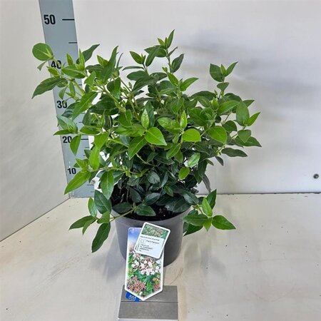 Viburnum tin. 'Eve Price' 30-40 cm cont. 3,0L - afbeelding 2