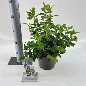 Viburnum tin. 'Eve Price' 30-40 cm cont. 3,0L - afbeelding 3