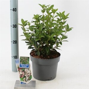 Viburnum tin. 'Eve Price' 30-40 cm cont. 3,0L - afbeelding 5