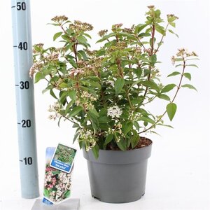 Viburnum tin. 'Eve Price' 30-40 cm cont. 3,0L - afbeelding 6