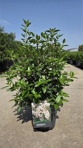 Viburnum tin. 'Eve Price' 50-60 cm cont. 10L