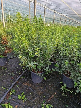 Viburnum tin. 'Eve Price' 80-100 cm cont. 18L - image 3